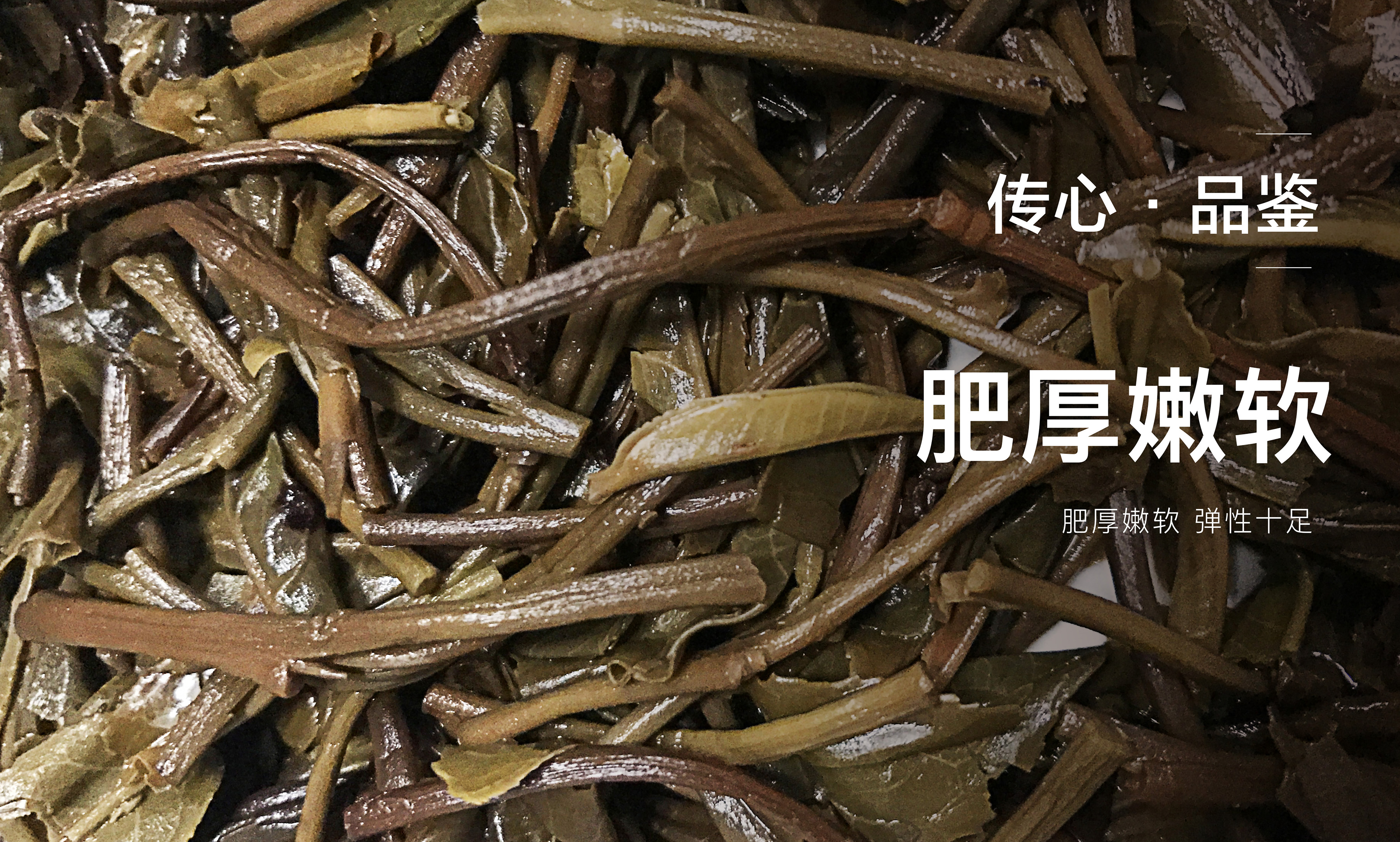 大益傳心1901